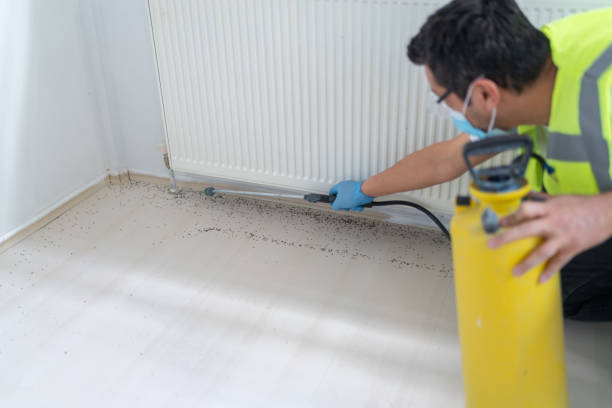 Best Termite Control Services  in Westmere, NY